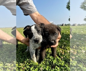 Anatolian Shepherd-German Shepherd Dog Mix Puppy for sale in ROCKVILLE, IN, USA