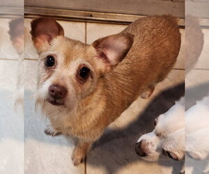 Chihuahua Dogs for adoption in Walnutport, PA, USA