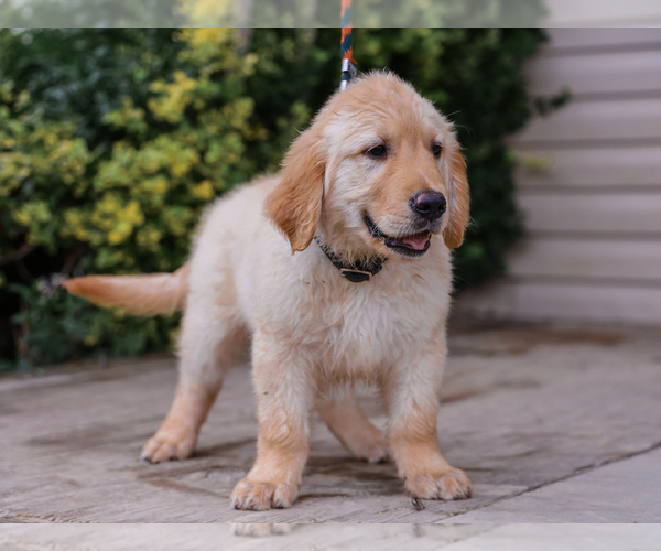 Medium Photo #4 Golden Retriever Puppy For Sale in LIBERTY, KY, USA