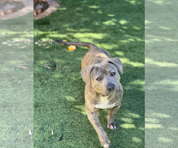 Medium Photo #4 Dachshund-Unknown Mix Puppy For Sale in Dana Point, CA, USA