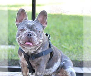 French Bulldog Puppy for Sale in POMPANO BEACH, Florida USA