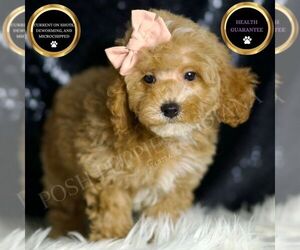 Poodle (Miniature) Puppy for sale in WARSAW, IN, USA