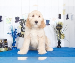 Goldendoodle Puppy for sale in MOUNT VERNON, OH, USA