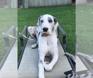 Great Dane Dogs for adoption in Bullard, TX, USA