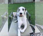 Small Great Dane