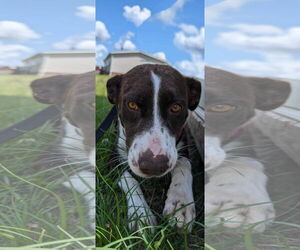 Labrador Retriever-Unknown Mix Dogs for adoption in Tarrytown, GA, USA