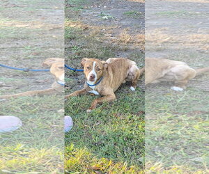 Skippert - Male Mutt Dog for Adoption - Photo #4