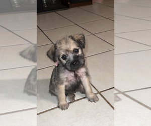 Schnauzer (Standard) Puppy for sale in ATWATER, CA, USA