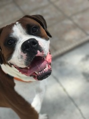 Boxer Dogs for adoption in MIAMI, FL, USA