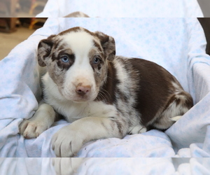 Border Collie-Hangin Tree Cowdog Mix Puppy for sale in SHILOH, OH, USA