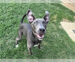 Small #1 Mutt