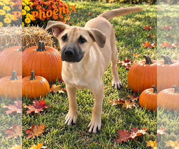 Medium Photo #1 Boxador Puppy For Sale in Southbury, CT, USA