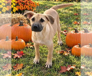 Boxador Dogs for adoption in Southbury, CT, USA