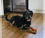 Small #8 Irish Terrier Mix