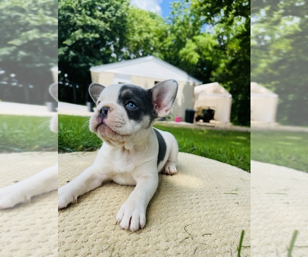 Medium Photo #5 French Bulldog Puppy For Sale in HONEY BROOK, PA, USA