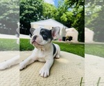 Small #4 French Bulldog