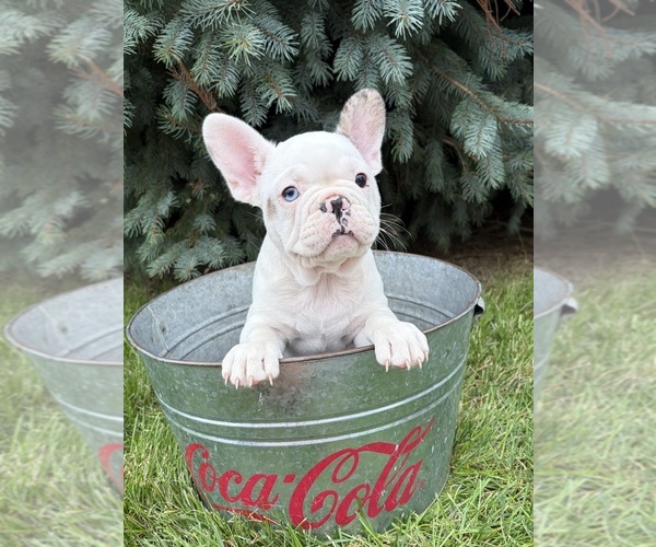 Medium Photo #3 French Bulldog Puppy For Sale in MIDDLEBURY, IN, USA