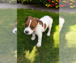 Small #11 Basenji-Rat Terrier Mix