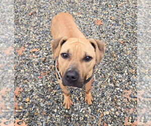 American Staffordshire Terrier Dogs for adoption in Sayreville, NJ, NJ, USA