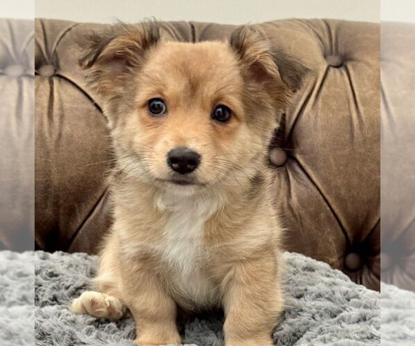 Medium Photo #2 Dorgi Puppy For Sale in San Juan Capistrano, CA, USA