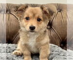 Small #1 Dorgi
