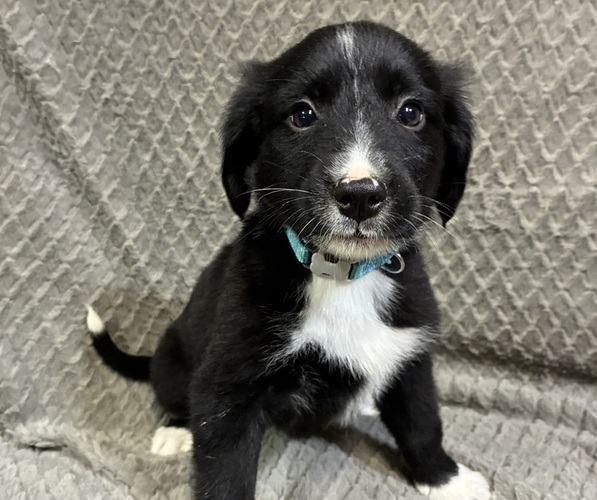 Medium Photo #1 Bordernese Puppy For Sale in CHETEK, WI, USA
