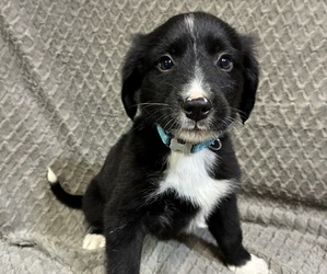 Bordernese Puppy for sale in CHETEK, WI, USA
