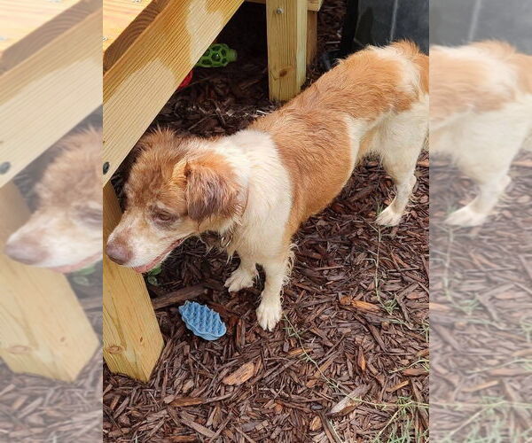Medium Photo #4 Border Collie-Unknown Mix Puppy For Sale in Mooresville, NC, USA