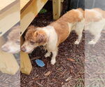 Small #3 Border Collie Mix