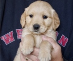 Puppy Sherman Lime Gr Golden Retriever