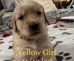 Small Photo #3 Golden Retriever Puppy For Sale in FRESNO, CA, USA
