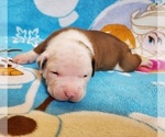 Small Photo #7 American Bulldog Puppy For Sale in MADISON, WI, USA
