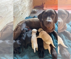 Mother of the Golden Labrador puppies born on 07/01/2025