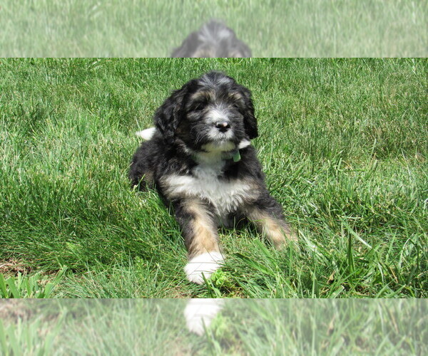 Medium Photo #3 Bernedoodle Puppy For Sale in BIG ROCK, IL, USA