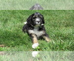 Small #2 Bernedoodle