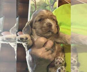 Cocker Spaniel Puppy for sale in GLIDDEN, WI, USA