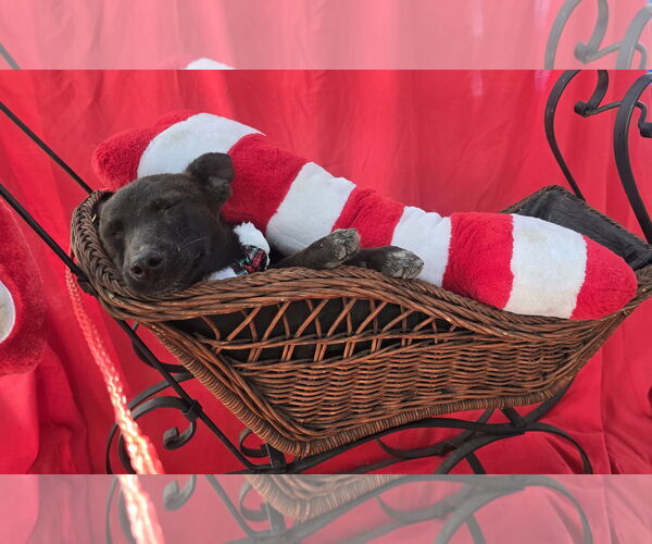 Medium Photo #4 Chihuahua-Unknown Mix Puppy For Sale in Missouri City, TX, USA