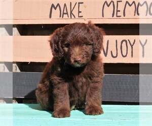 Aussiedoodle Miniature  Puppy for sale in HOLTWOOD, PA, USA