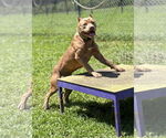 Small #2 American Pit Bull Terrier Mix