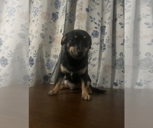 Chihuahua Puppy for sale in DURHAM, CT, USA