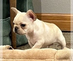 French Bulldog Puppy for sale in BOLIVAR, MO, USA