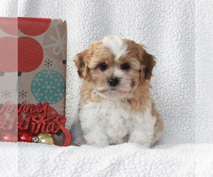 Zuchon Puppy for sale in GORDONVILLE, PA, USA