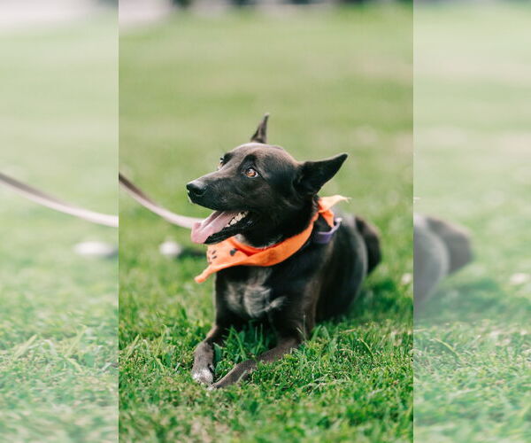 Medium Photo #5 Mutt Puppy For Sale in Oakhurst, NJ, USA
