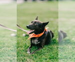 Small #4 Mutt