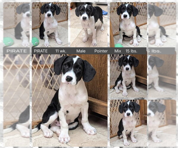Medium Photo #1 Pointer-Unknown Mix Puppy For Sale in Mesa, AZ, USA