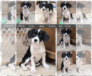 Pointer-Unknown Mix Dogs for adoption in Mesa, AZ, USA