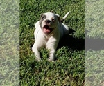 Small Photo #3 American Bulldog Puppy For Sale in LULING, TX, USA