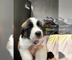 Small #7 Saint Bernard