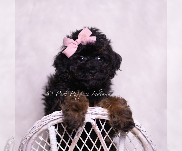 Medium Photo #3 Poodle (Miniature) Puppy For Sale in WARSAW, IN, USA