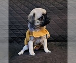 Small Photo #15 Pug Puppy For Sale in HOUSTON, TX, USA